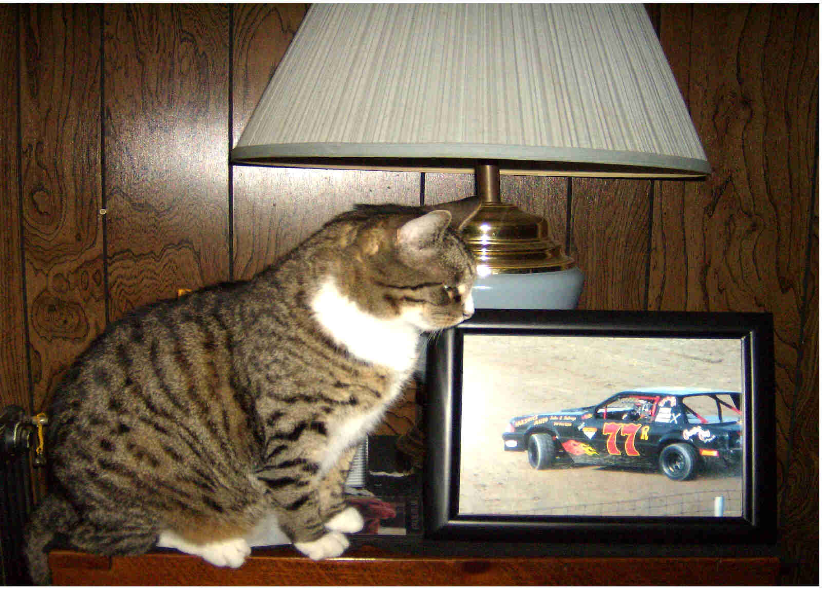 cat.jpg